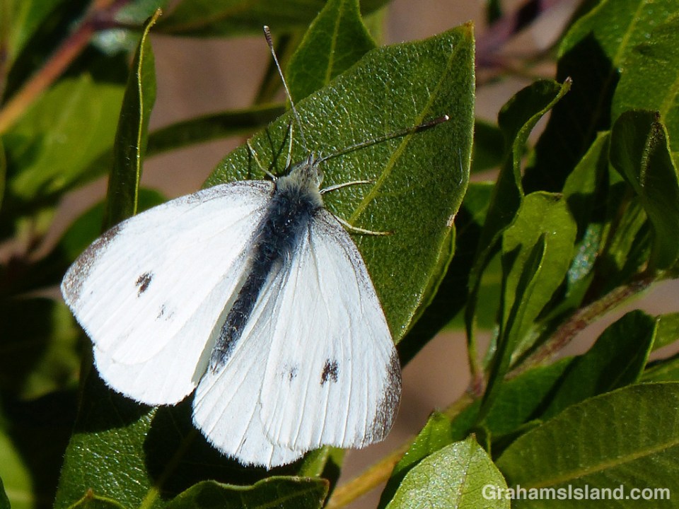 A cabbage butterfly rests on a leaf