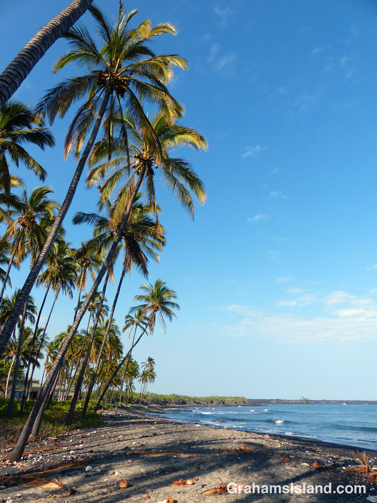 Coconut palms line the beach north of the park at Kiholo on the Big Island.