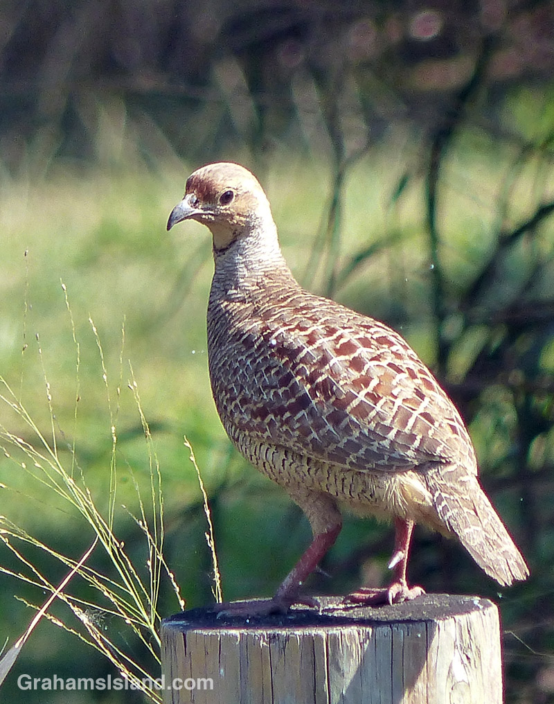 A gray francolin sits on a post on the Big Island of Hawaii.