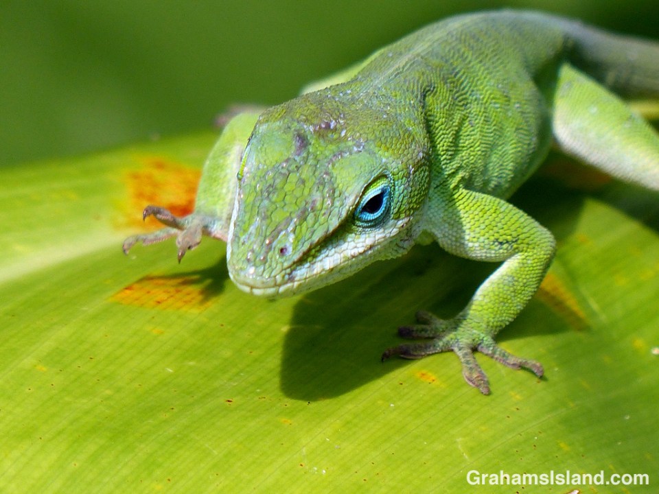 A green anole clumps across a ti leaf.