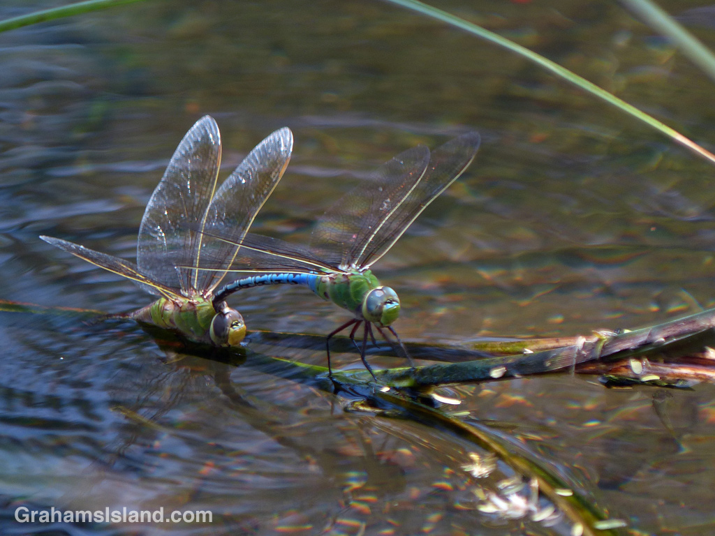 Green darner dragonflies mating at Kiholo on the Big Island of Hawaii.