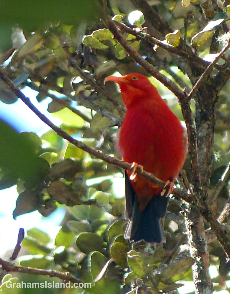 The I’iwi (vestiaria coccinea) is a native Hawaiian honeycreeper