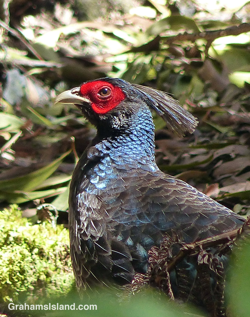 A male Kalij Pheasant on the Big Island of Hawaii.