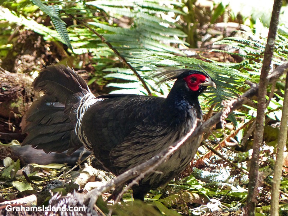 A male Kalij Pheasant on the Big Island of Hawaii.