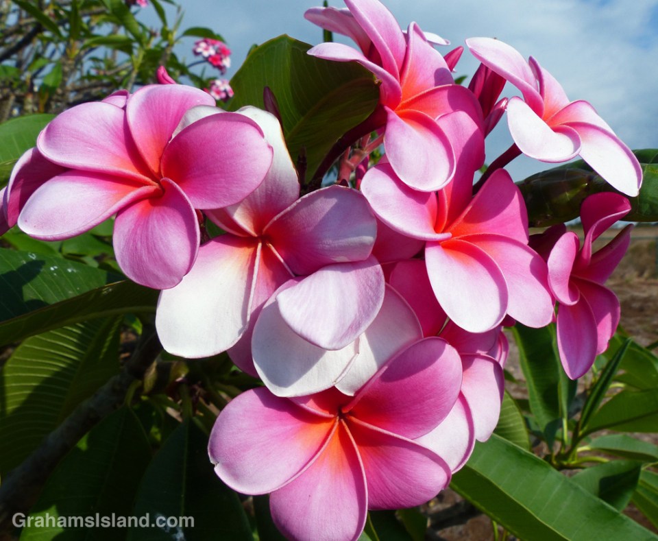 Plumeria flowers are widely used in leis.