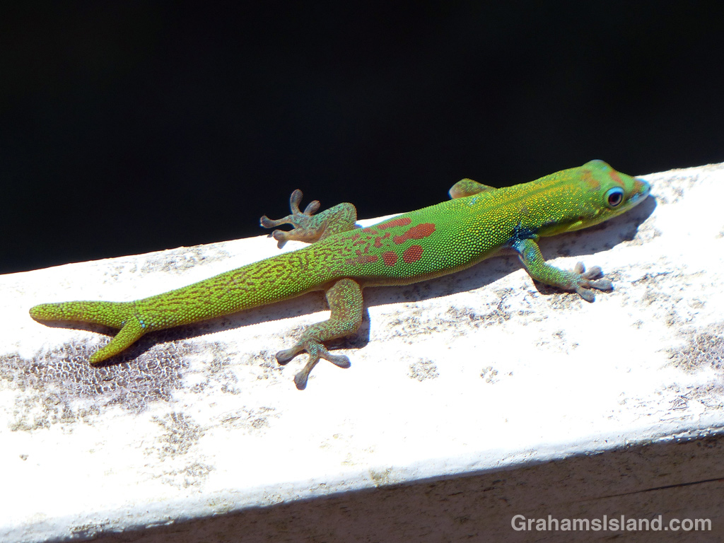 A gold dust day gecko with a forked tail.