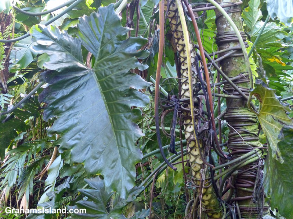 The trunks of two trees are entwined by a tangled vine, surrounded by exotic foliage.