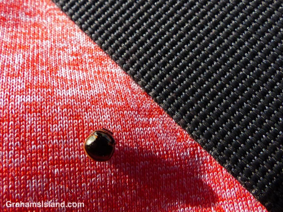 A black stink bug next to a black strap on a red shirt.