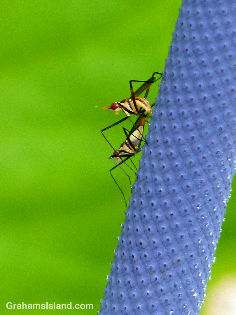 Banana stalk flies mating on the spadix of an Anthurium schlechtendalii 