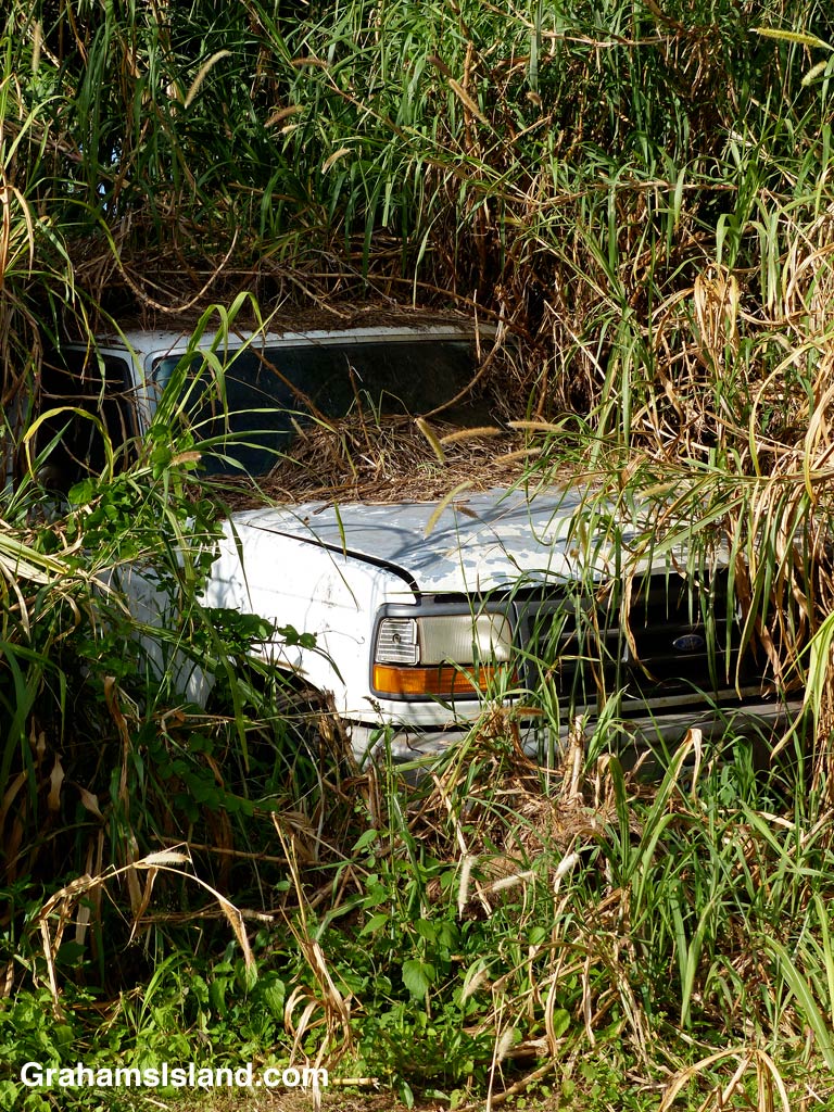Cane grass and other plants are well on their way to overwhelming this old truck.