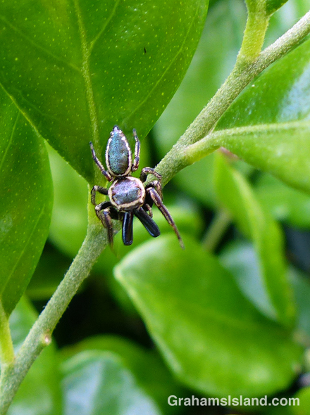 a bronze jumping spider (Eris militaris)