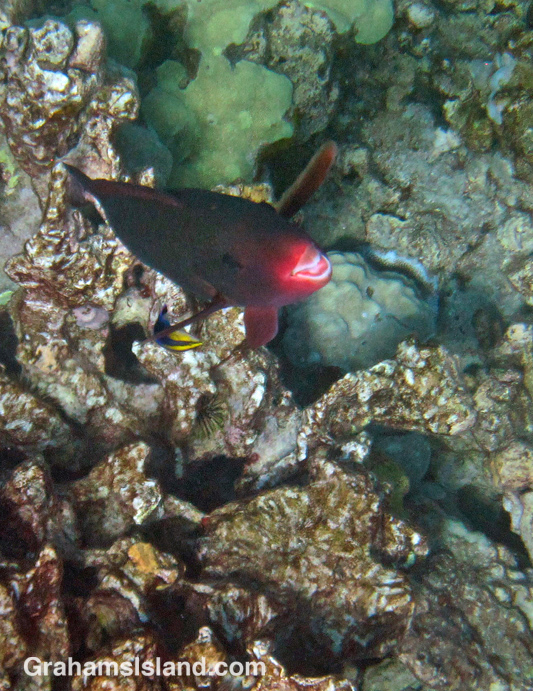 A Hawaiian cleaner wrasse cleans a bullethead parrotfish