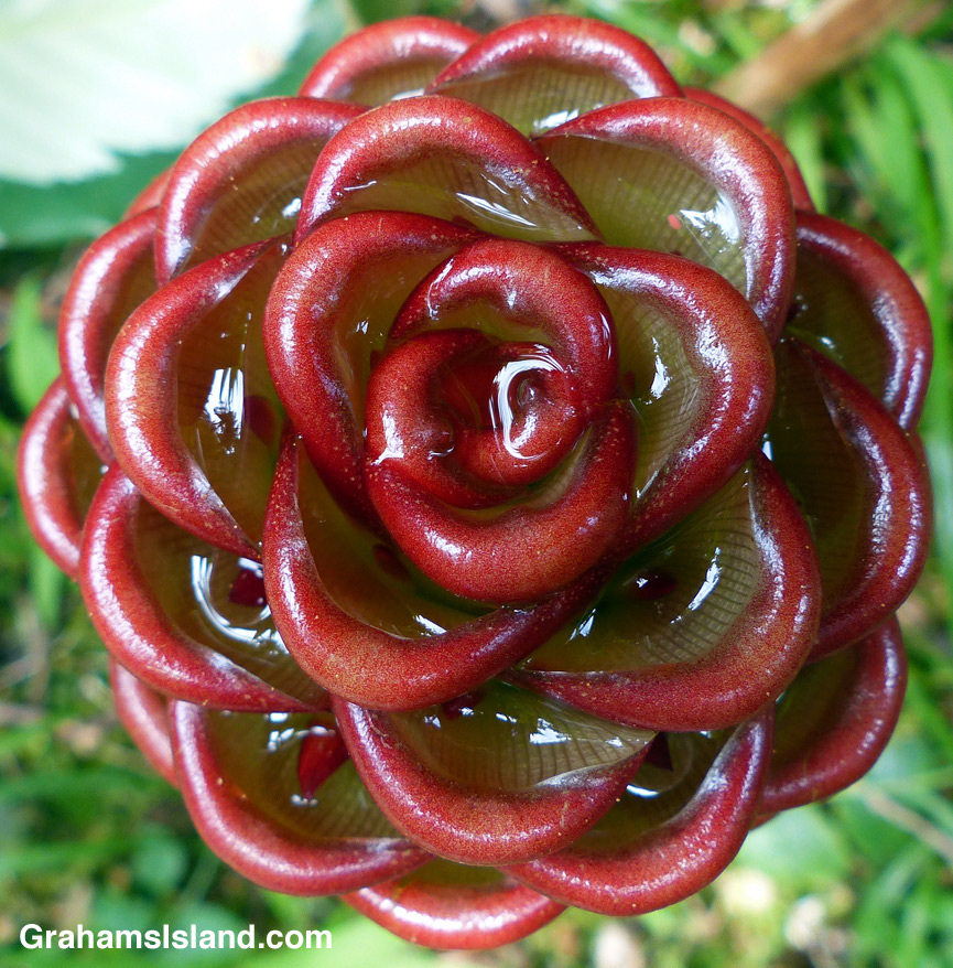 Chocolate ball ginger (Zingiber macradenium) is a beehive ginger, so-called because of their shape and composition.