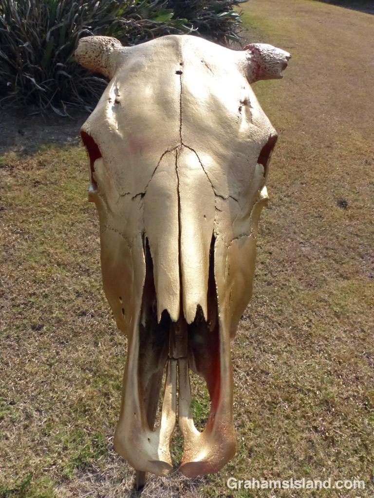 A cow's skull is painted gold.