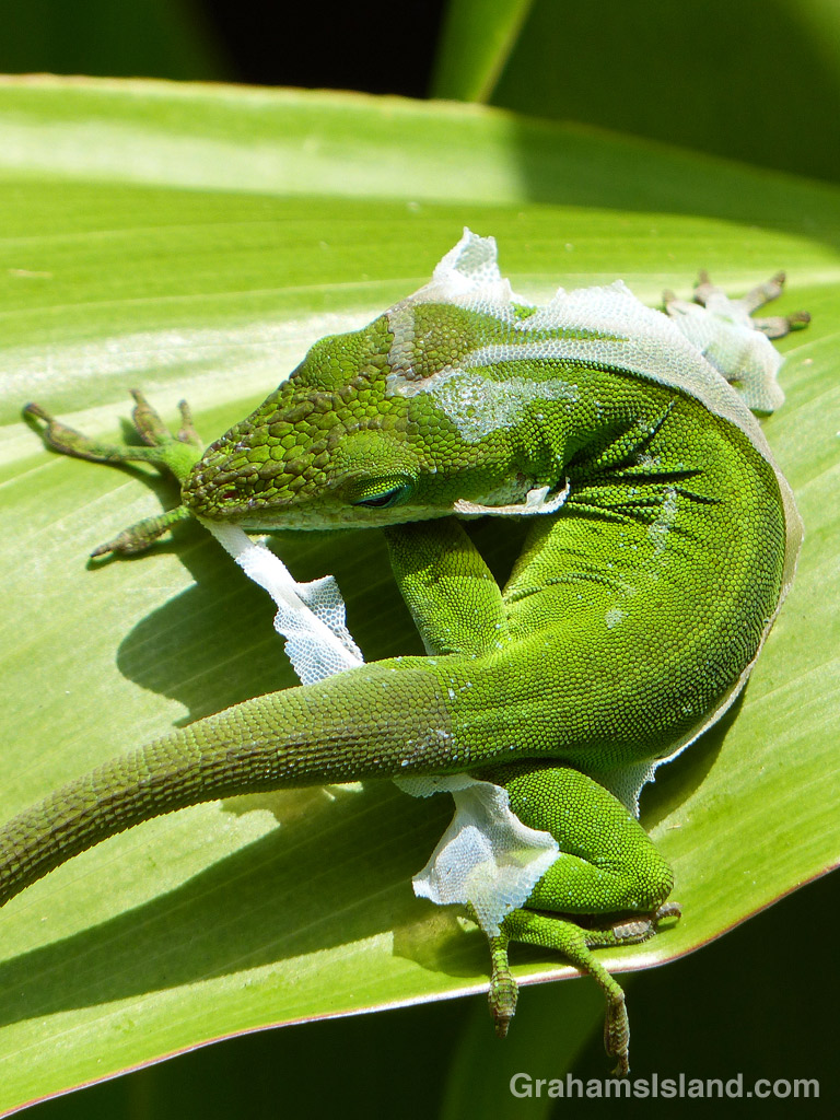 A green anole tears at his shedding skin before eating it