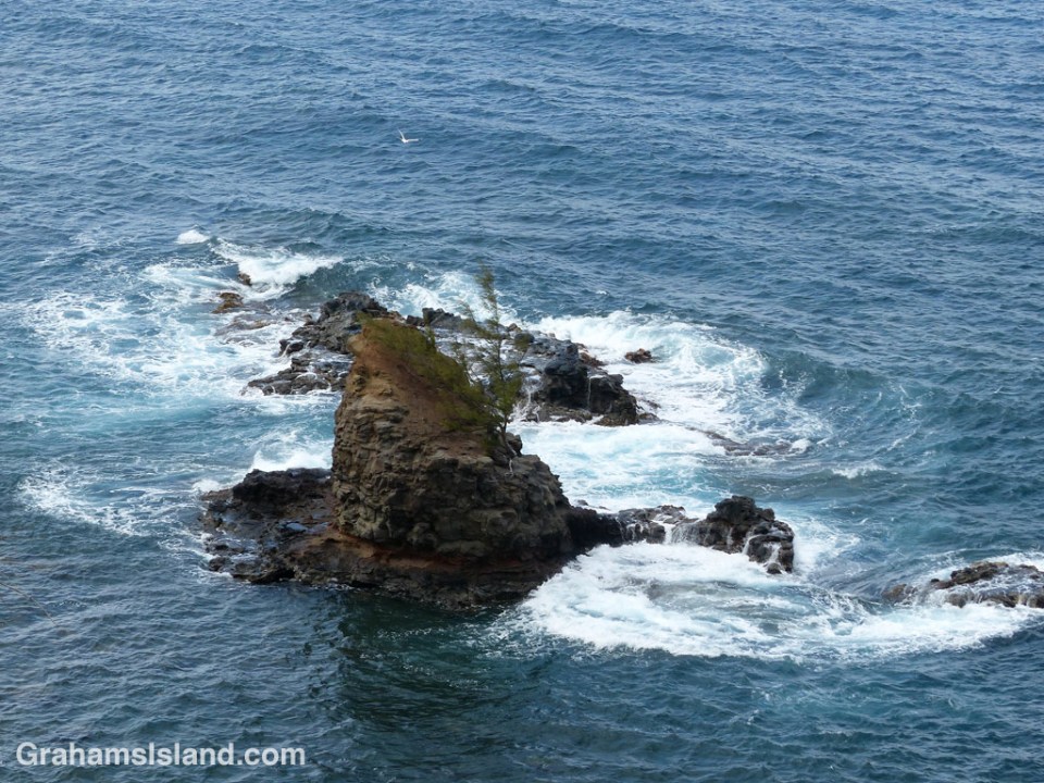 A tropicbird wheels over an islet, and its lone, tenacious tree, off the North Kohala coast.
