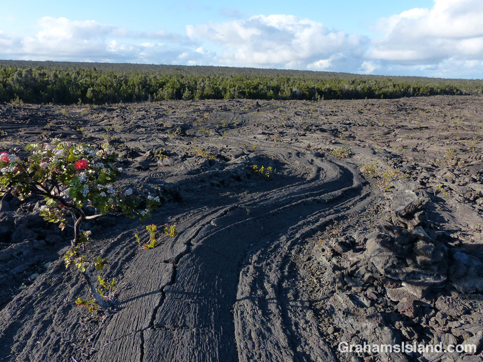 A surface lava flow on Napau trail.