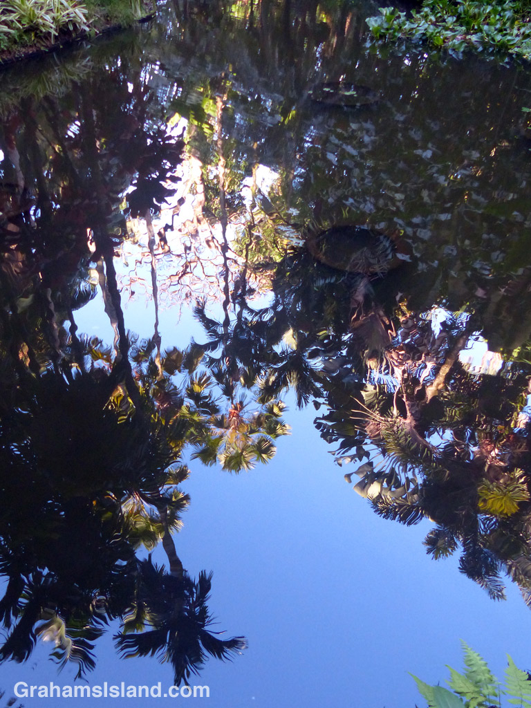 Palm trees and other foliage reflect off the calm surface of Lily Lake at Hawaii Tropical Botanical Garden.