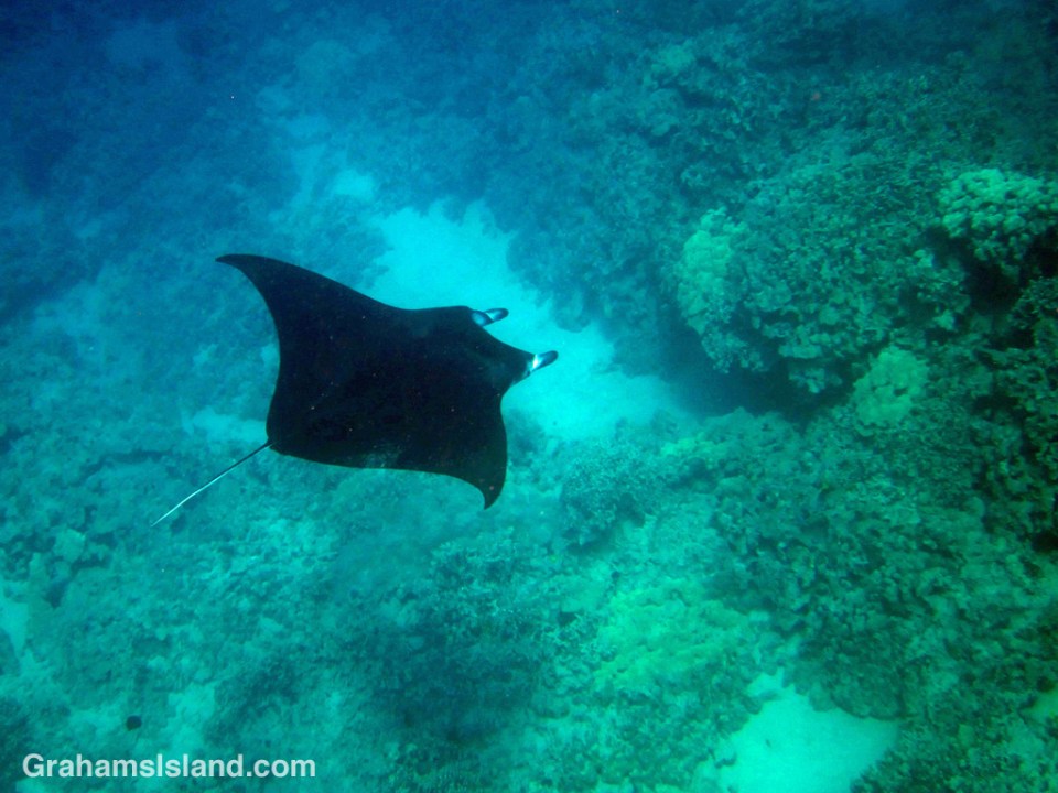A manta ray glides through the water off the Big Island of Hawaii
