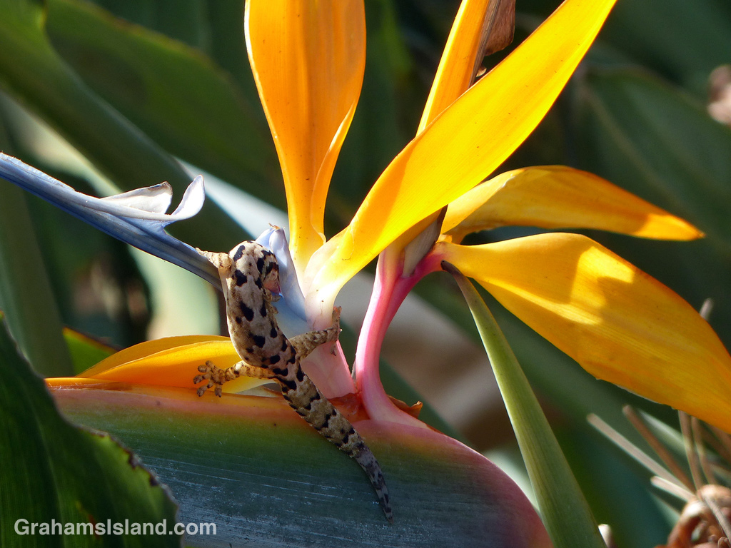 Flexibility is important in nature, as this mourning gecko demonstrates while drinking from a bird of paradise flower.