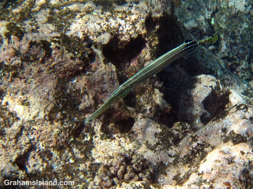 A Pacific trumpetfish changes color to blend in with its surroundings
