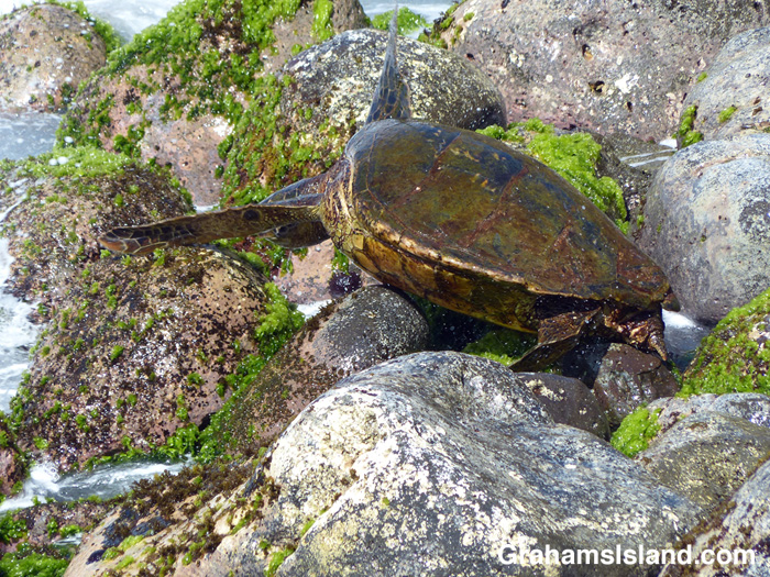 A green turtle is temporarily stranded on a rock.