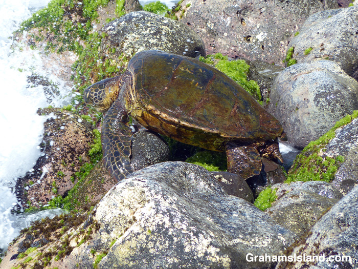 A green turtle is temporarily stranded on a rock.