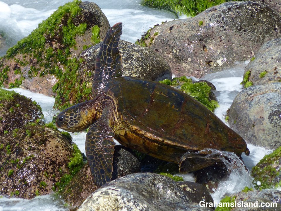 A green turtle is temporarily stranded on a rock.