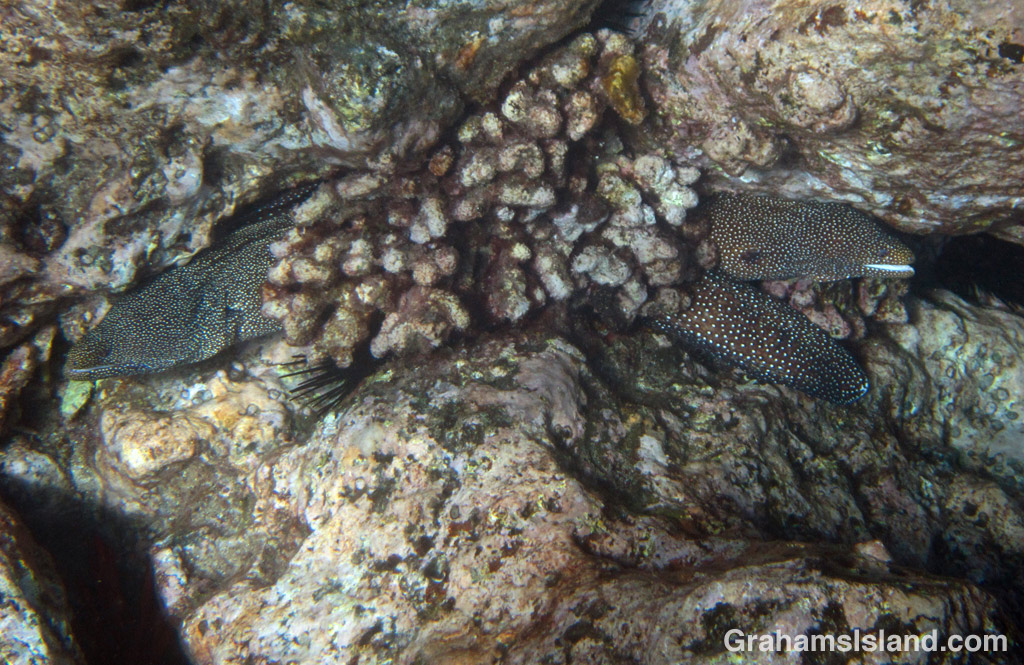 two whitemouth moray eels wedged into the same space behind a clump of coral