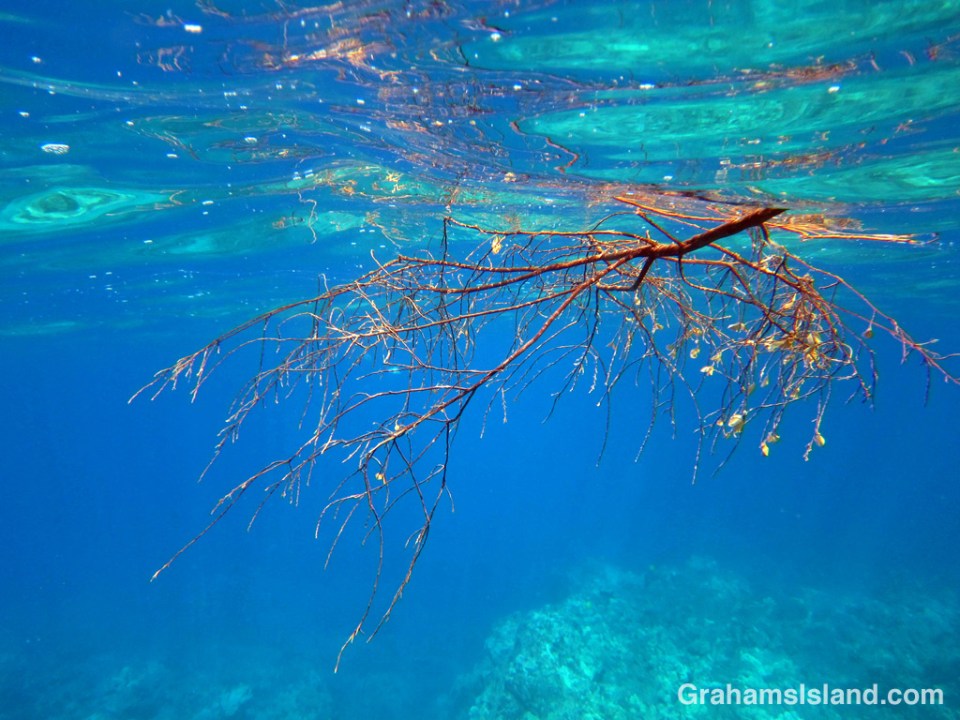 A branch floats in the water off the Big Island of Hawaii