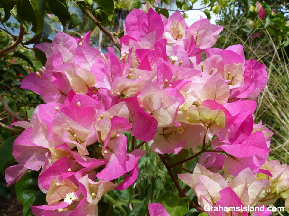 Bougainvillea flowers in bloom