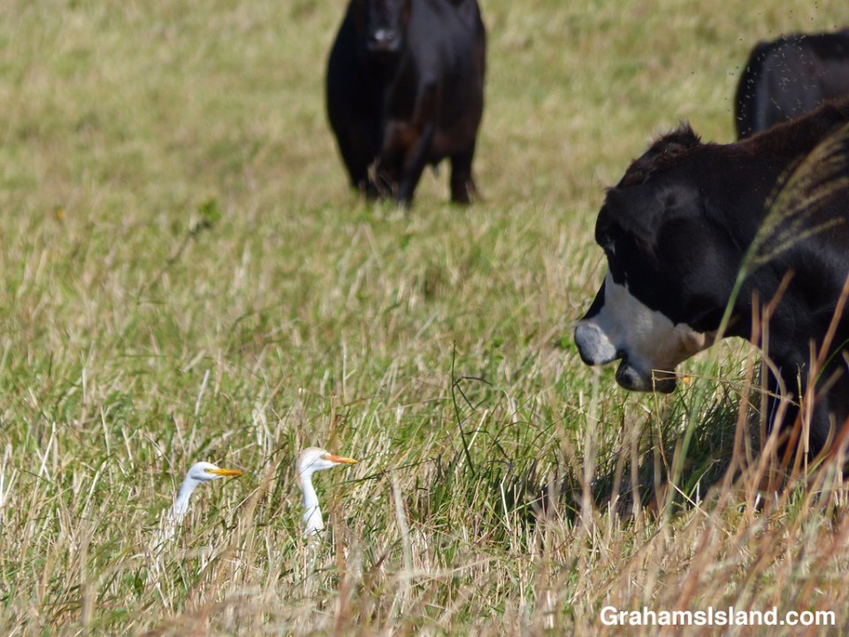 A cow chats with two cattle egrets.
