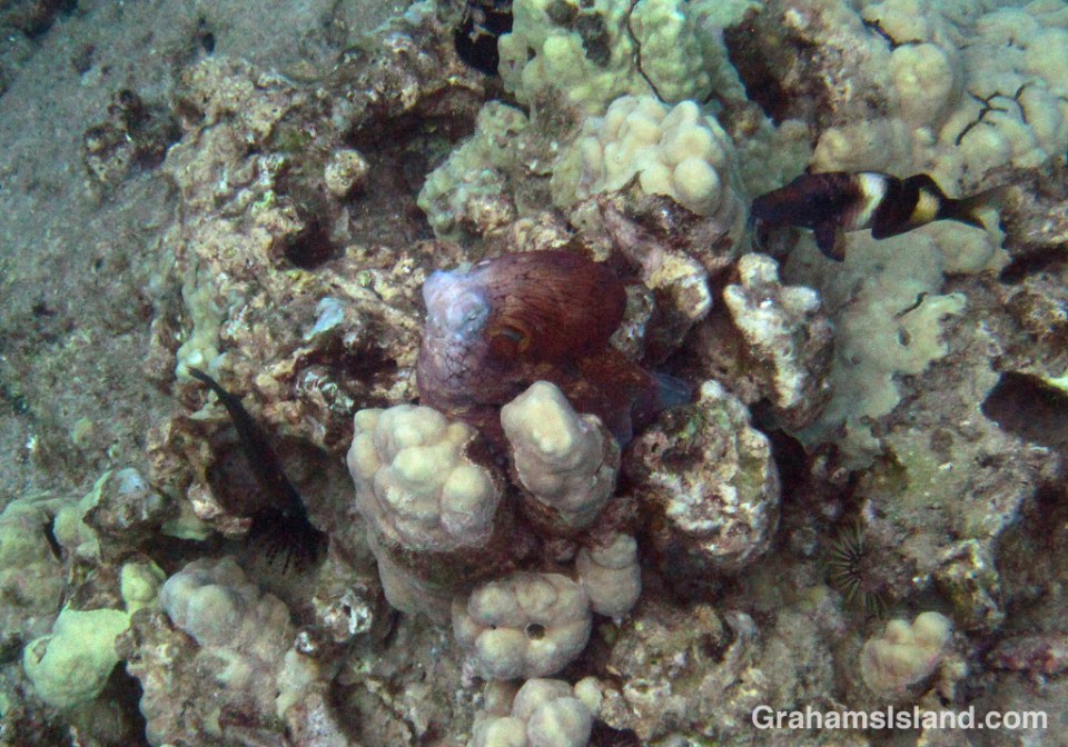 A day octopus settles on a patch of coral off the Big Island of Hawaii.