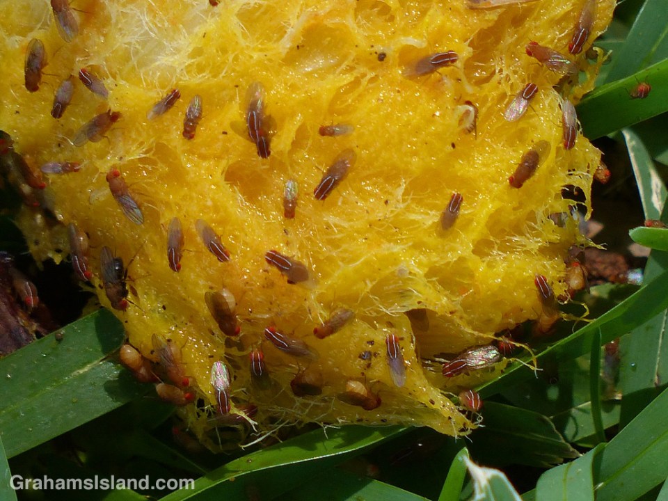 Fruit Flies feed on a mango