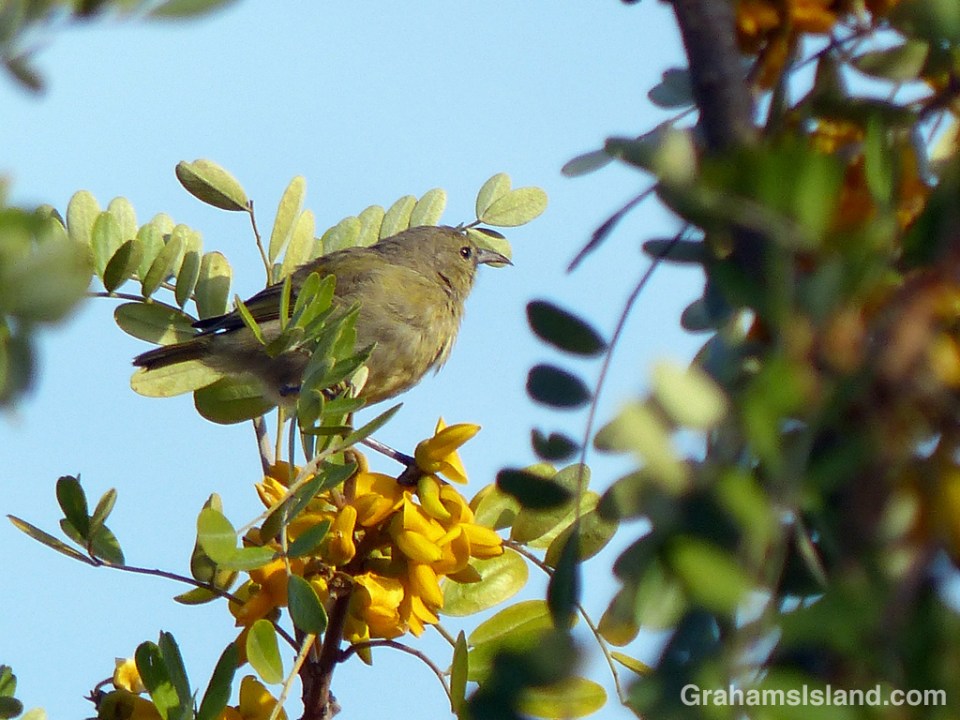 A Hawaii Amakihi about to feed on mamane flowers.