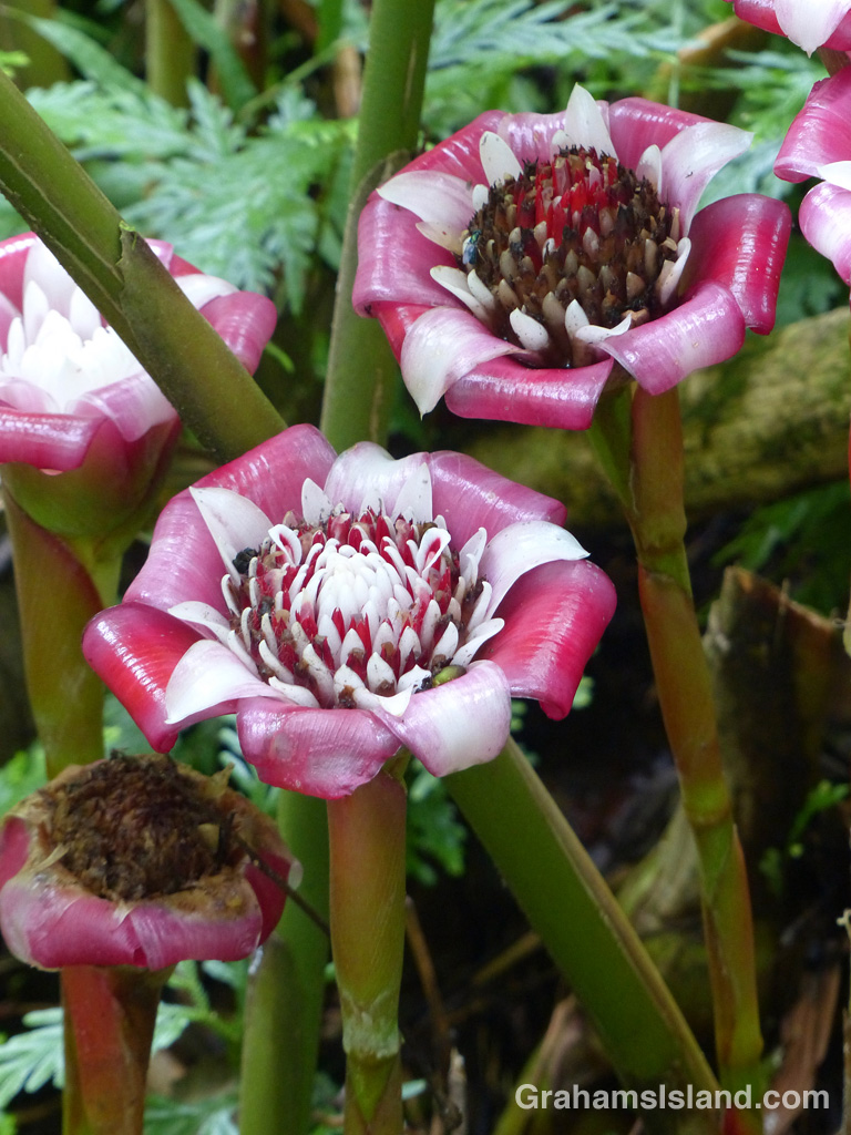 These ‘Malay Rose’ torch ginger (Etlingera venusta) flowers were in bloom at Hawaii Tropical Botanical Garden.