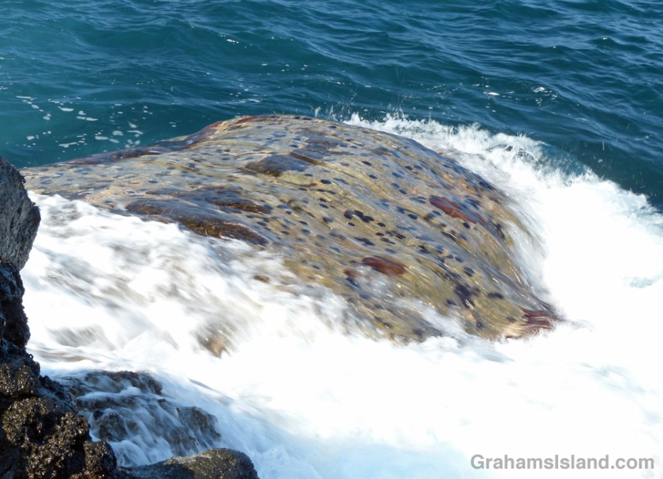 Water sluices over a rock on the North Kohala coast.
