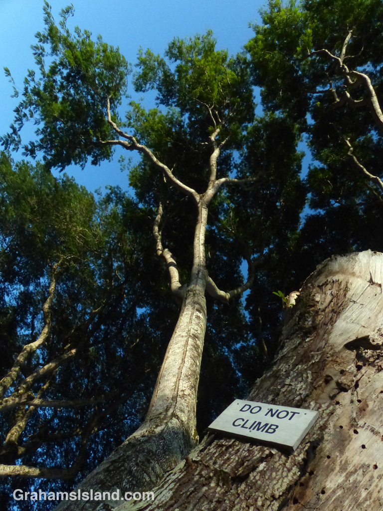 A sign on a mimosa tree forbids climbing