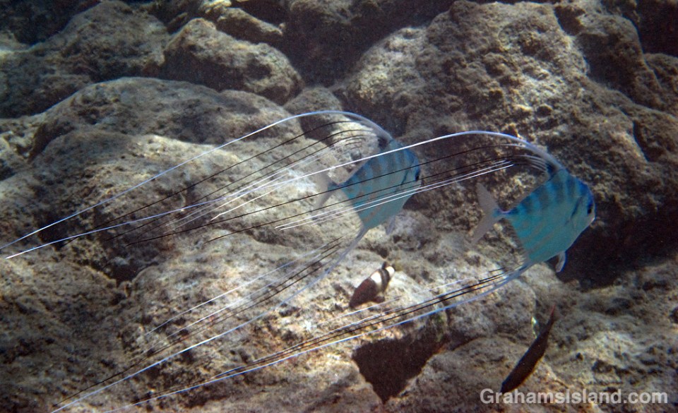 A pair of Threadfin Jack juveniles swim in the waters off the Big Island of Hawaii