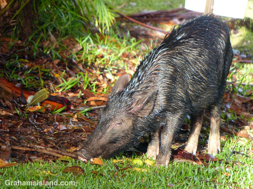 A wild pig snacks on fallen mangoes