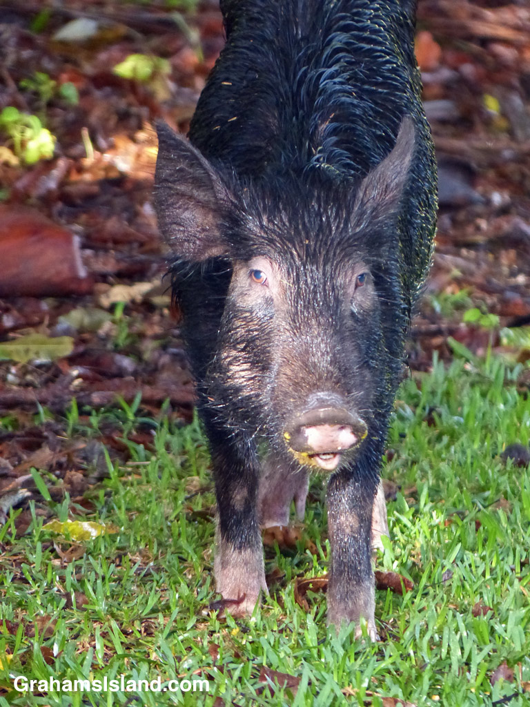 A wild pig that has been eating fallen mangoes
