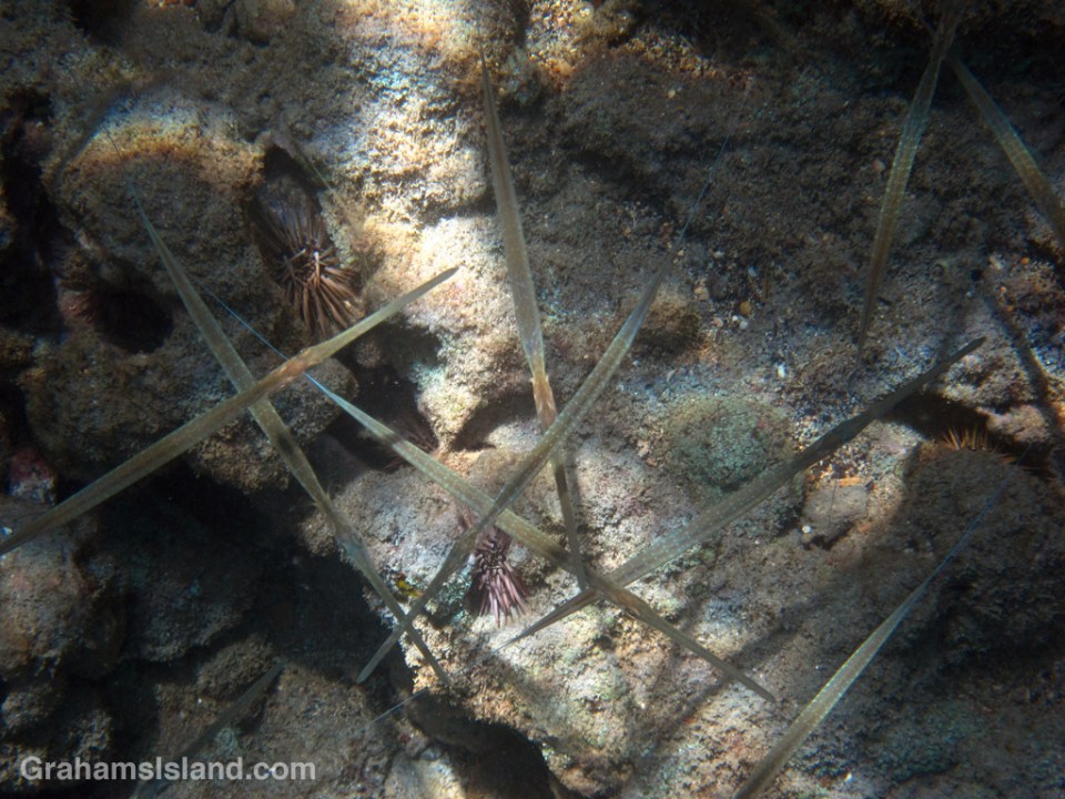 Young blue-spotted cornetfish in very shallow water
