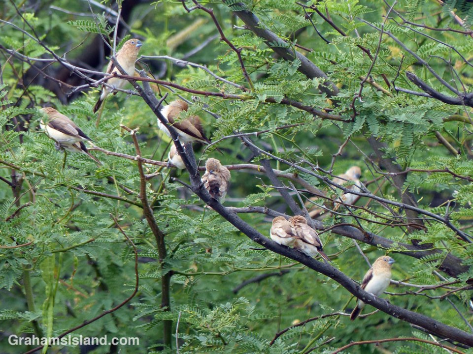 African Silverbills gather on a branch