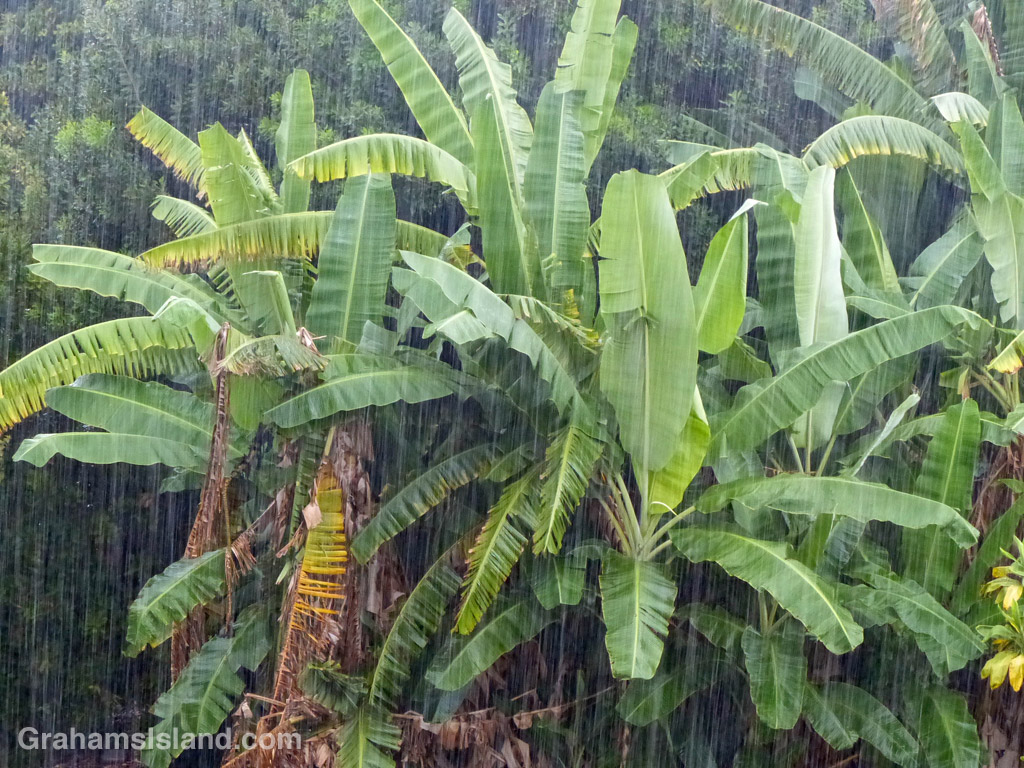 Banana plants thrive in heavy tropical rain.