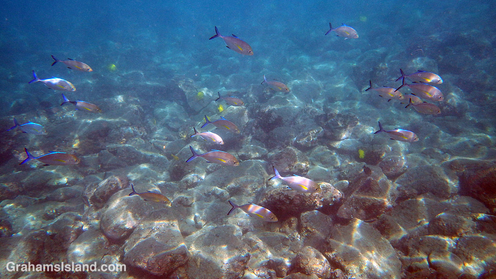 A shoal of young bluefin trevallies roams the shallows.