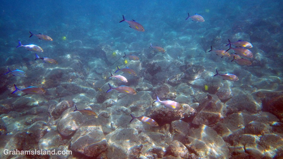 A shoal of young bluefin trevallies roams the shallows.