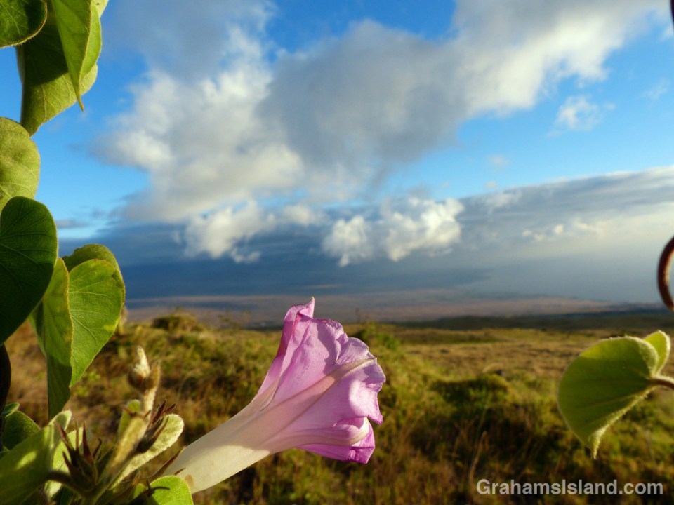 This common morning glory (Ipomoea purpurea) was twined on a fence alongside the mountain road, overlooking the Kohala coast.