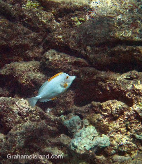A white variant of the usually yellow tang.