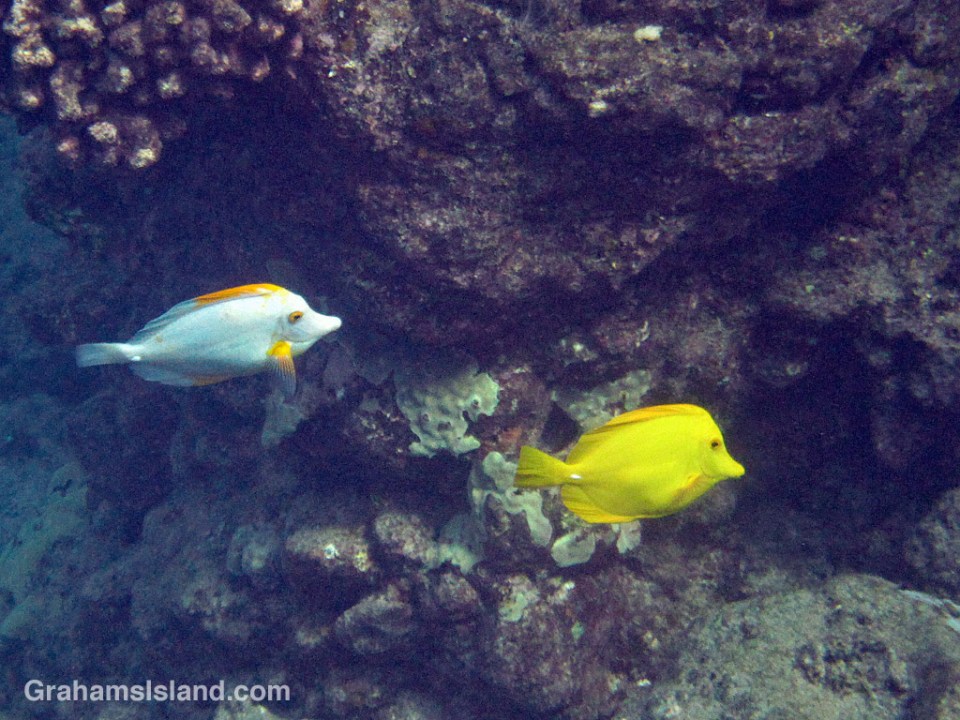 A yellow tang is joined by a white variant.