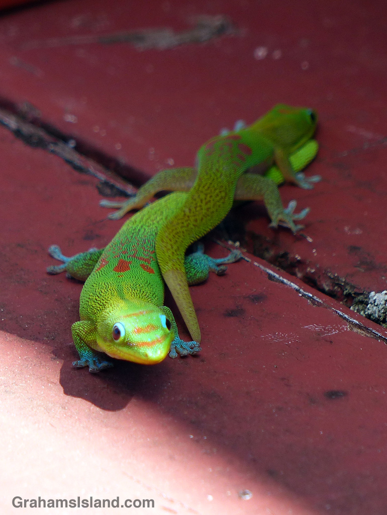 A gold dust day gecko slithers over a larger gecko.
